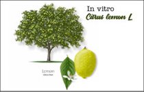 Cảm ứng tái sinh in vitro từ mẫu lá của cây chanh vàng Citrus limon L. Burm cv