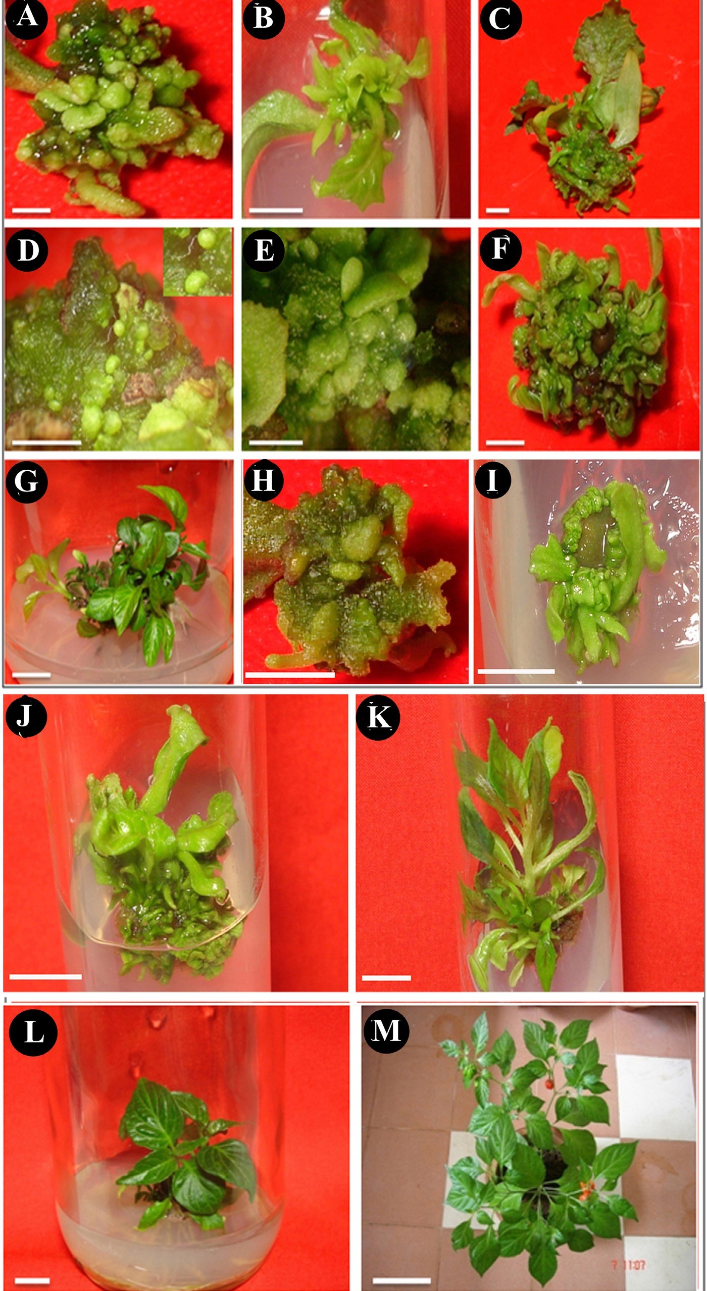 hinh-1-nuoi-cay-mo-cay-ot-capsaicin.jpg