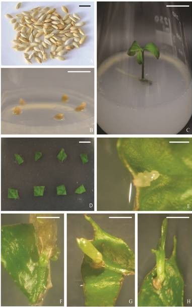 hinh-1-invitro-citrus-limon.jpg hinh-1-invitro-citrus-limon.jpg