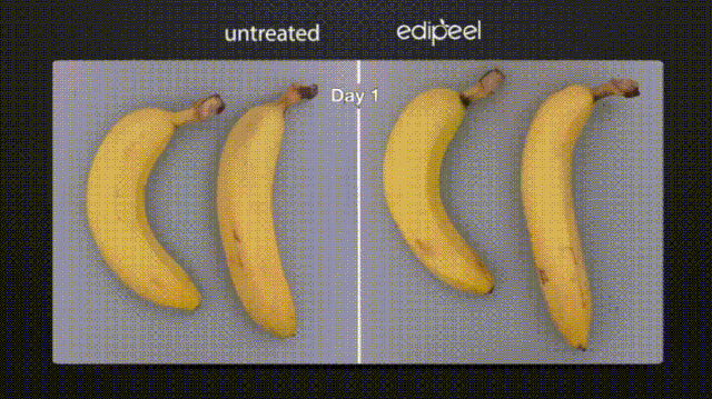 Edipeel-len-chuoi.gif