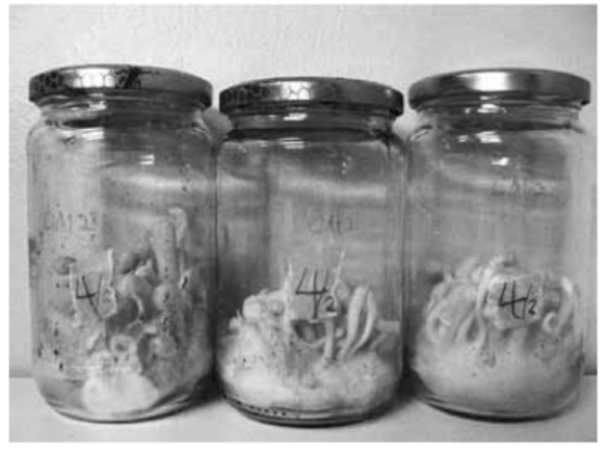 Dong-trung-ha-thao-Cordyceps-militaris.png