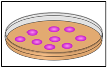 Thạch môi trường Agar-Agar