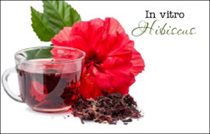 Ảnh hưởng của Salicylic acid đến nhân giống in vitro và khả năng chịu mặn của Hibiscus acetosella và moschetos