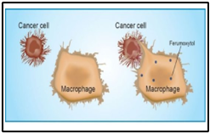 Tiêu diệt tế bào ung thư bằng hạt nano sắt
