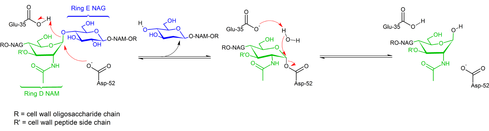 co-che-lysozyme.png