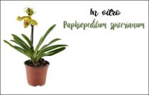 Nảy mầm và phát triển invitro loài Lan Hài Paphiopedilum spicerianum