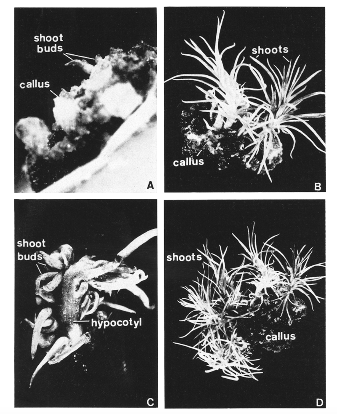 nuoi-cay-mo-cay-thong-pinus.png nuoi-cay-mo-cay-thong-pinus.png