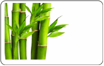 Nuôi cấy mô cây tre ăn được thông qua nuôi mô đốt thân