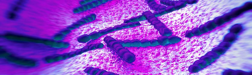 Streptococcus.jpg