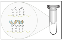 BỘ KÍT TINH SẠCH DNA GENELUTE ( Genomic DNA Purification)