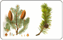 Nuôi cấy mô cây thông:Sự hình thành chồi nụ từ nuôi cấy mô ở Pinus wallichiana