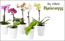 Nhân giống in vitro Lan Hồ Điệp (chi Phalaenopsis) thông qua nuôi cấy mắt ngủ được cảm ứng bằng cytokinin