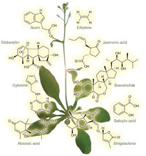HÓA CHẤT NUÔI CẤY MÔ THỰC VẬT- SIGMA ALDRICH