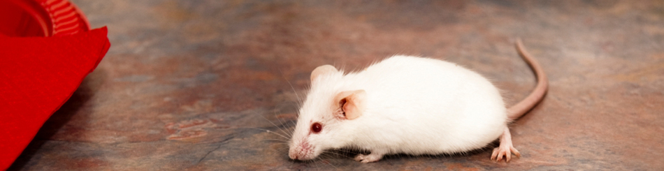 Streptozocin-su-dung-trong-mo-hinh-dai-thao-duong-chuot.jpg