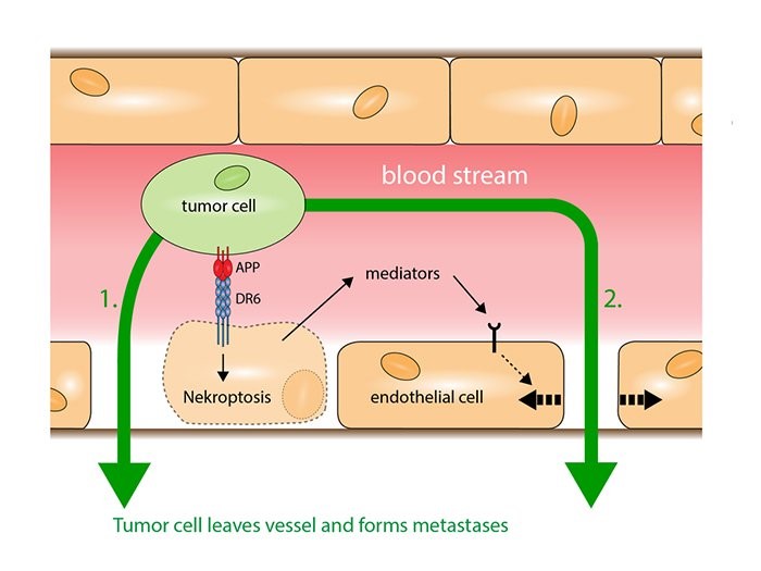 MPI-for-Heart-and-Lung-Research.jpg