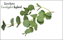 Vi nhân giống Bạch đàn lai Eucalyptus  (Eucalyptus benthamii x Eucalyptus dunnii)