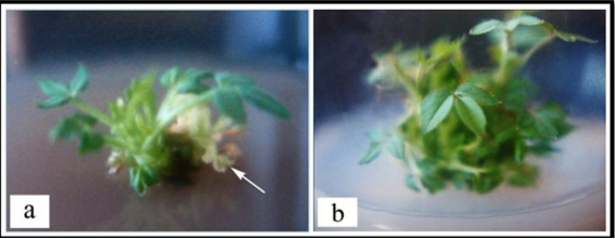 Hinh-thanh-choi-va-ra-hoa-in-vitro-o-Rosa-indica-L.png