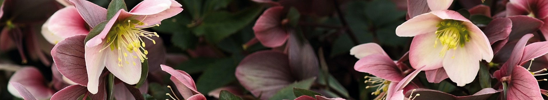 Helleborus-niger-hoa-hong-tuyet-invitro-banner.jpg