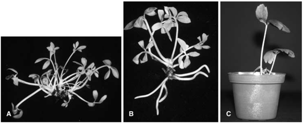 Nuoi-cay-in-vitro-Helleborus-niger.png