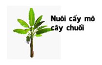 Sản xuất giống chuối giá thấp bằng nuôi cấy mô thực vật