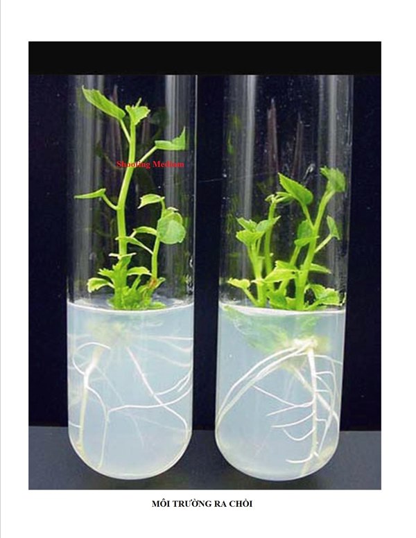 Rooting-2.jpg Rooting-2.jpg