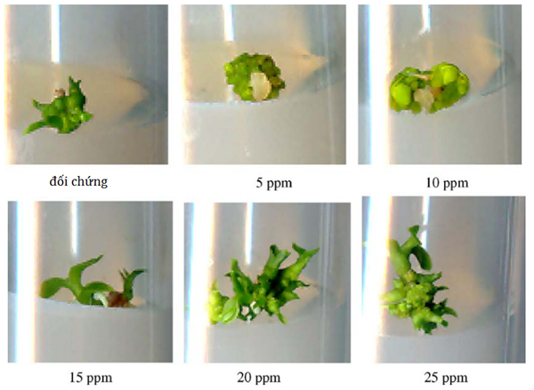 Anh-huong-cua-cac-nong-đo-cua-chitosan-tom-10-kDa-len-viec-tao-cay-con-bang-mau-PLB-Dendrobium-phalaenopsis.png