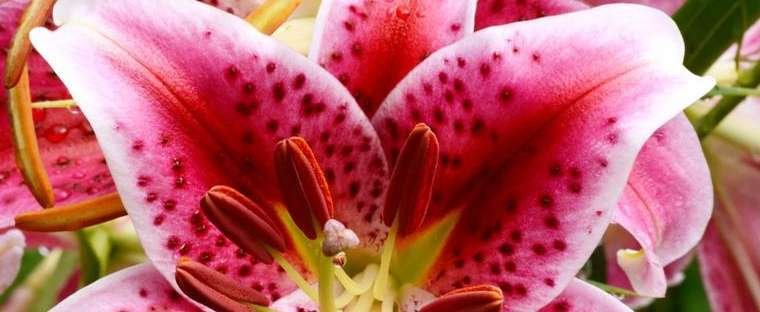 nuoi-cay-mo-lily.jpeg
