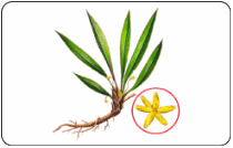 Nuôi cấy mô cây sâm cau Curculigo orchioides Gaertn bằng đóng gói phôi soma