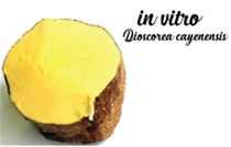 Cảm ứng in vitro củ khoai yam bi (minituber)