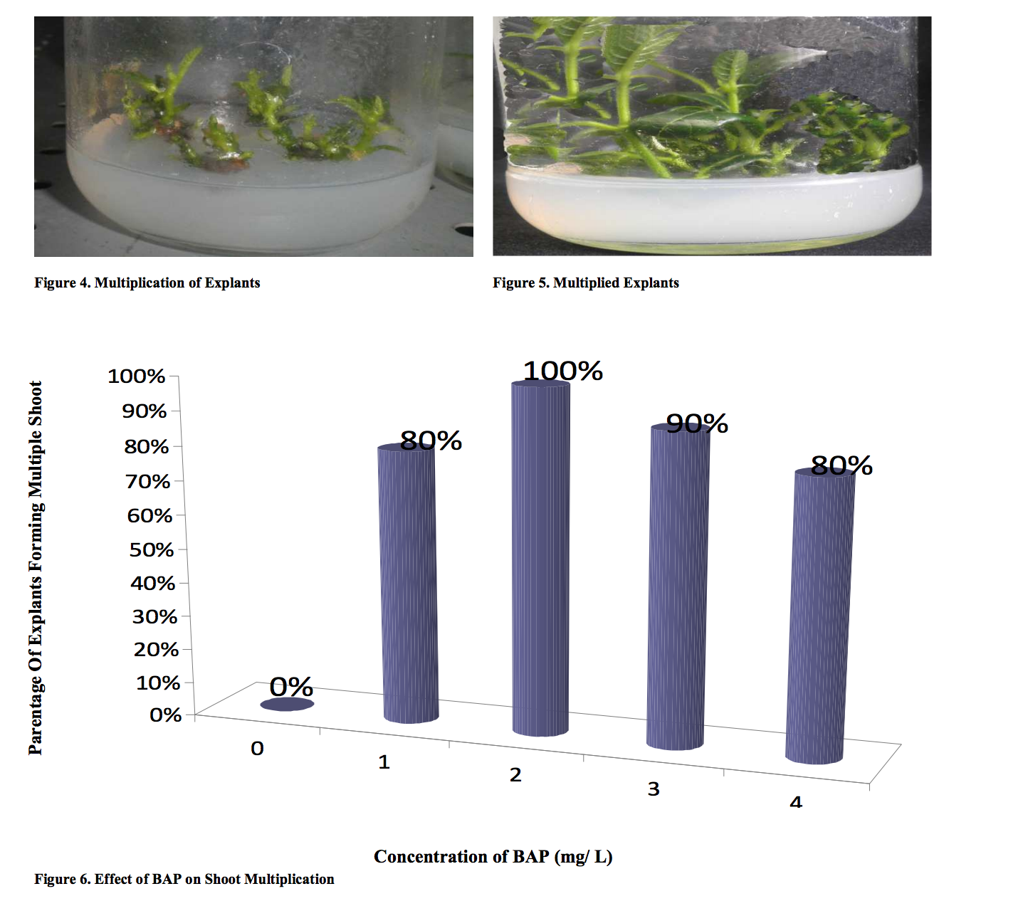 Nhan-giong-invitro-cay-mit.png