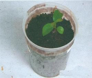 plate-5-nuoi-cay-mo-cay-que.png