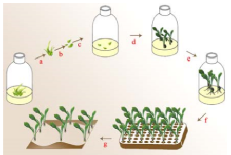 Vi-nhan-giong-Lilium-tu-cac-vay-cu-in-vitro.png