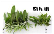 Tính ổn định của IAA và IBA trong môi trường nuôi cấy trong các quy trình nuôi cấy mô