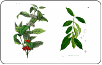 Nhân giống in vitro giống cà phê Coffea arabica mới kháng bệnh, Batian