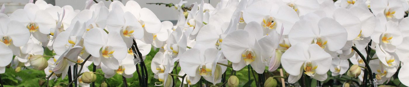 nuoi-cay-mo-te-bao-thuc-vat.jpg