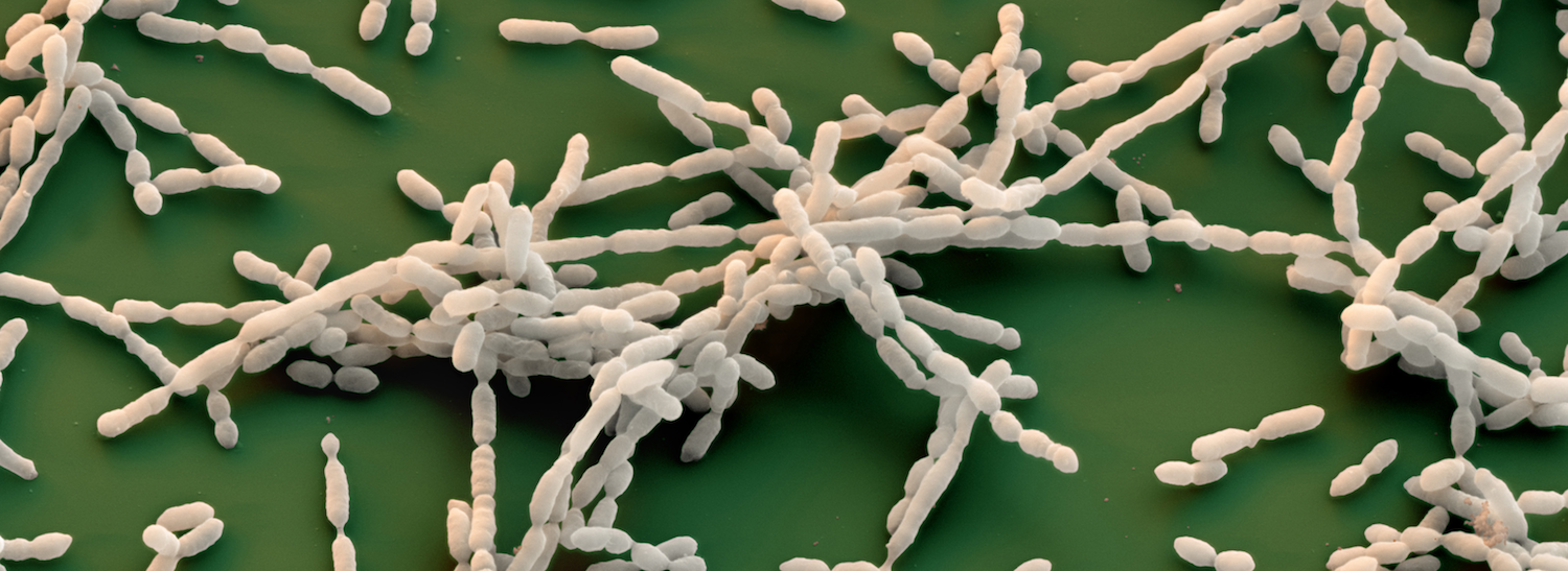 Lactobacillus-banner.png