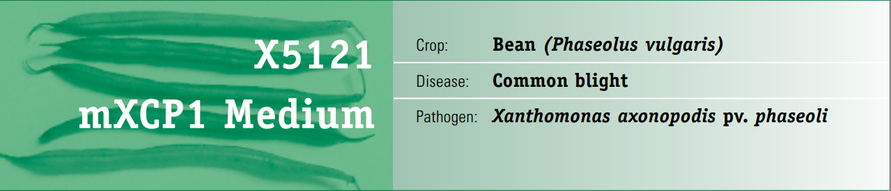 moi-truong-kiem-nghiem-benh-ly-thuc-vat-mXCP1.PNG