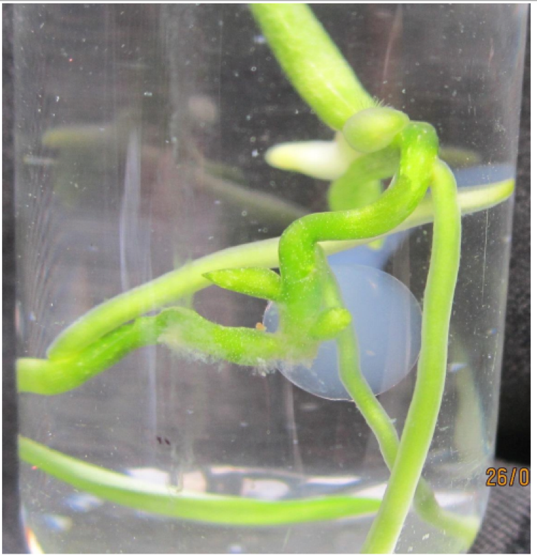6a-in-vitro-cua-Cymbidium-aloifolium.png