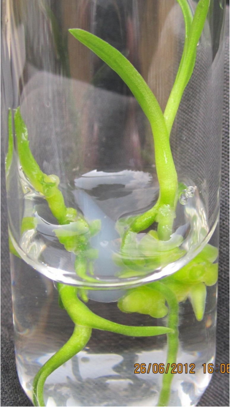 6b-in-vitro-cua-Cymbidium-aloifolium.png