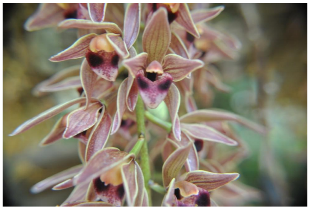 Cymbidium-devonianium.png