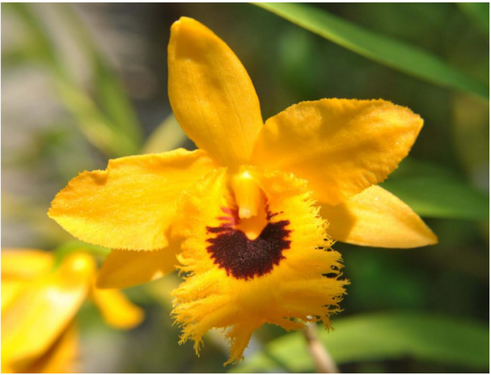 Dendrobium-fimbriatum.png