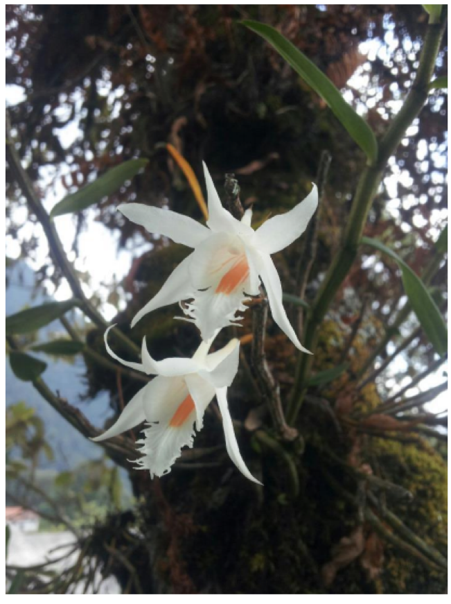 Dendrobium-longicornu.png
