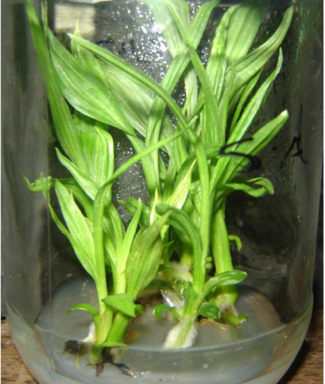 Phaius-tancarvilleae-tang-truong-in-vitro-dang-nuoi-cay-đinh-choi.png