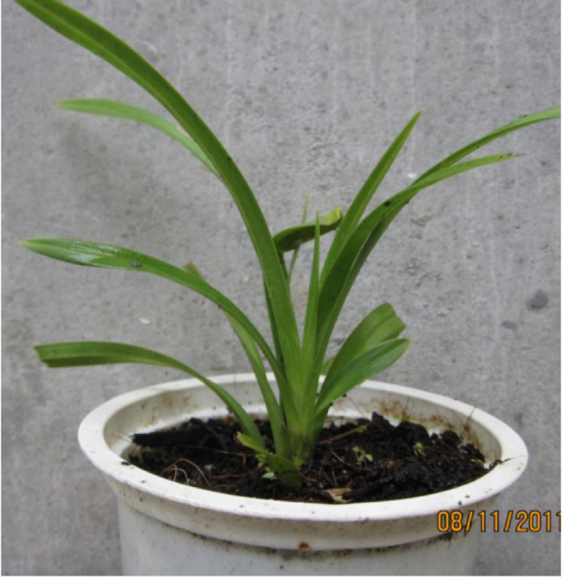 cay-con-Cymbidium-aloifolium-tang-truong-in-vitro.png