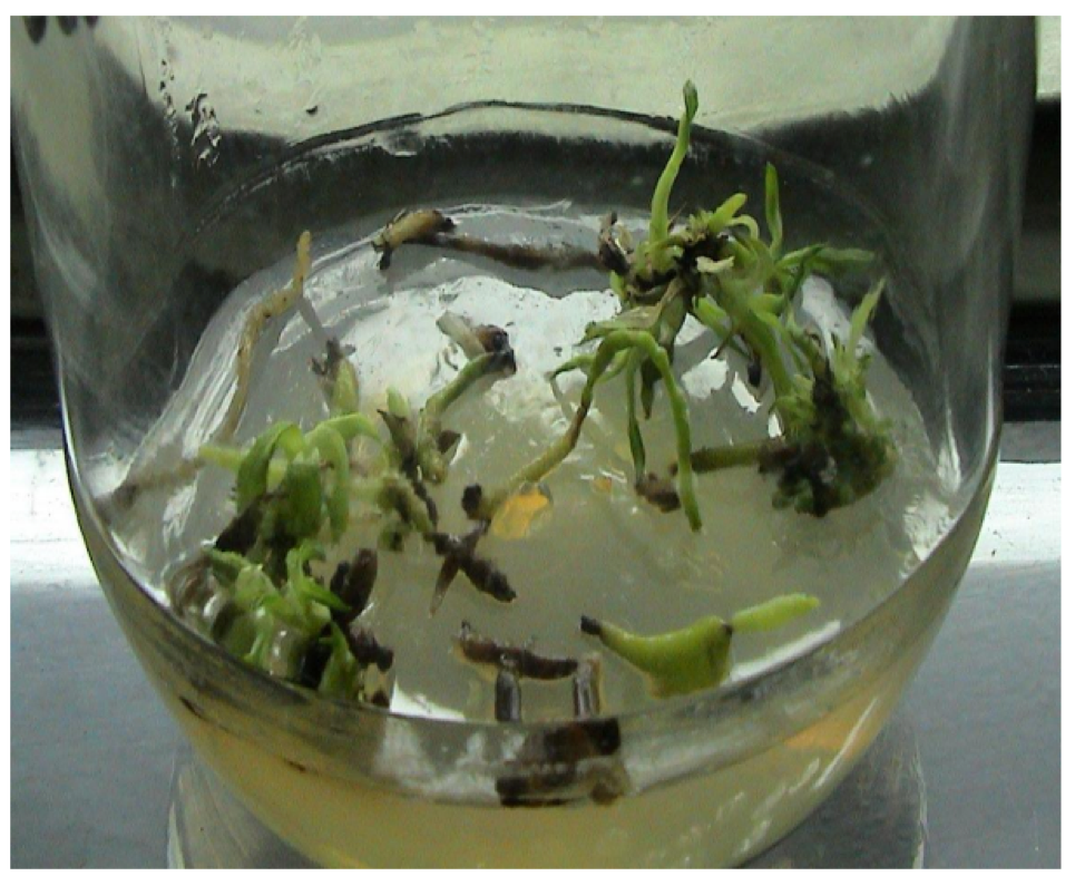 in-vitro-cua-Dendrobium-densiflorum-tu-nuoi-cay-re.png
