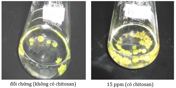 Anh-huong-cua-chitosan-nam-15ppm-trong-nhan-PLB-sau-8-tuan-nuoi-cay-tren-moi-truong-VW.png Anh-huong-cua-chitosan-nam-15ppm-trong-nhan-PLB-sau-8-tuan-nuoi-cay-tren-moi-truong-VW.png
