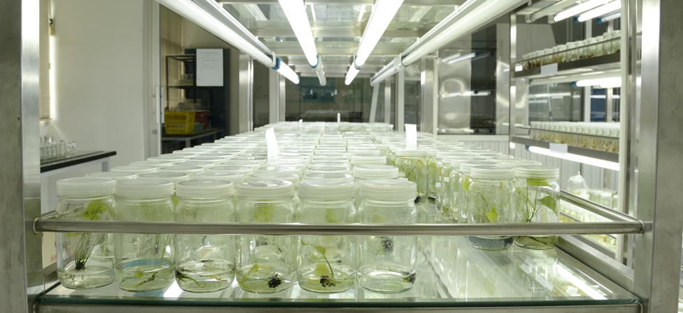 Moi-truong-nuoi-cay-mo-thuc-vat-plant-tissue-culture.jpg