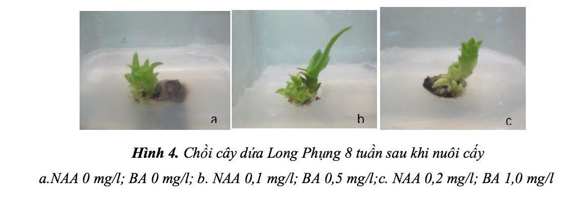 Moi-truong-tao-choi-cay-dua-Long-Phung.png