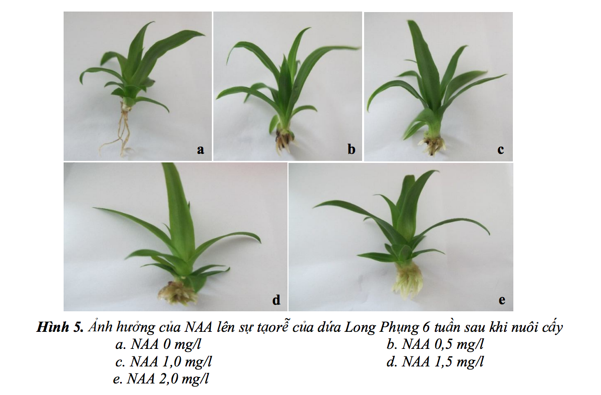 Moi-truong-tao-re-cay-dua-long-phung.png