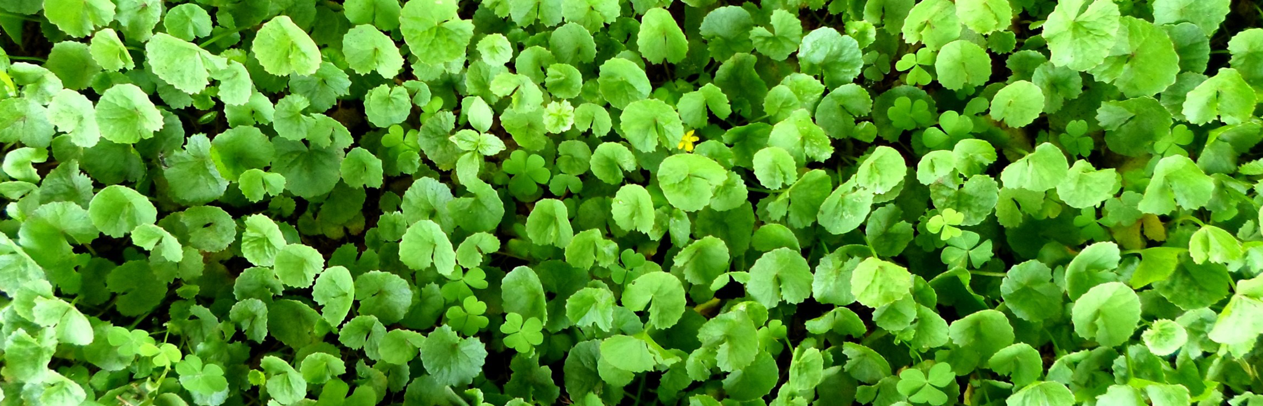 centella_asiatica_antiinflammatory_cream-1.jpg centella_asiatica_antiinflammatory_cream-1.jpg